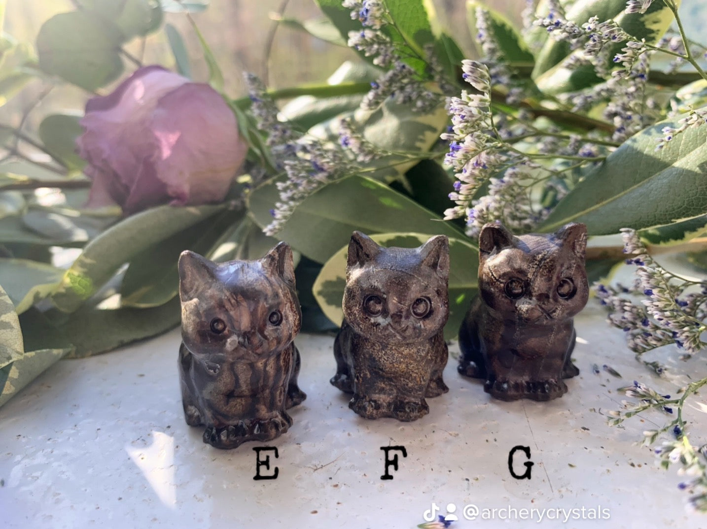 Picture Jasper Cats