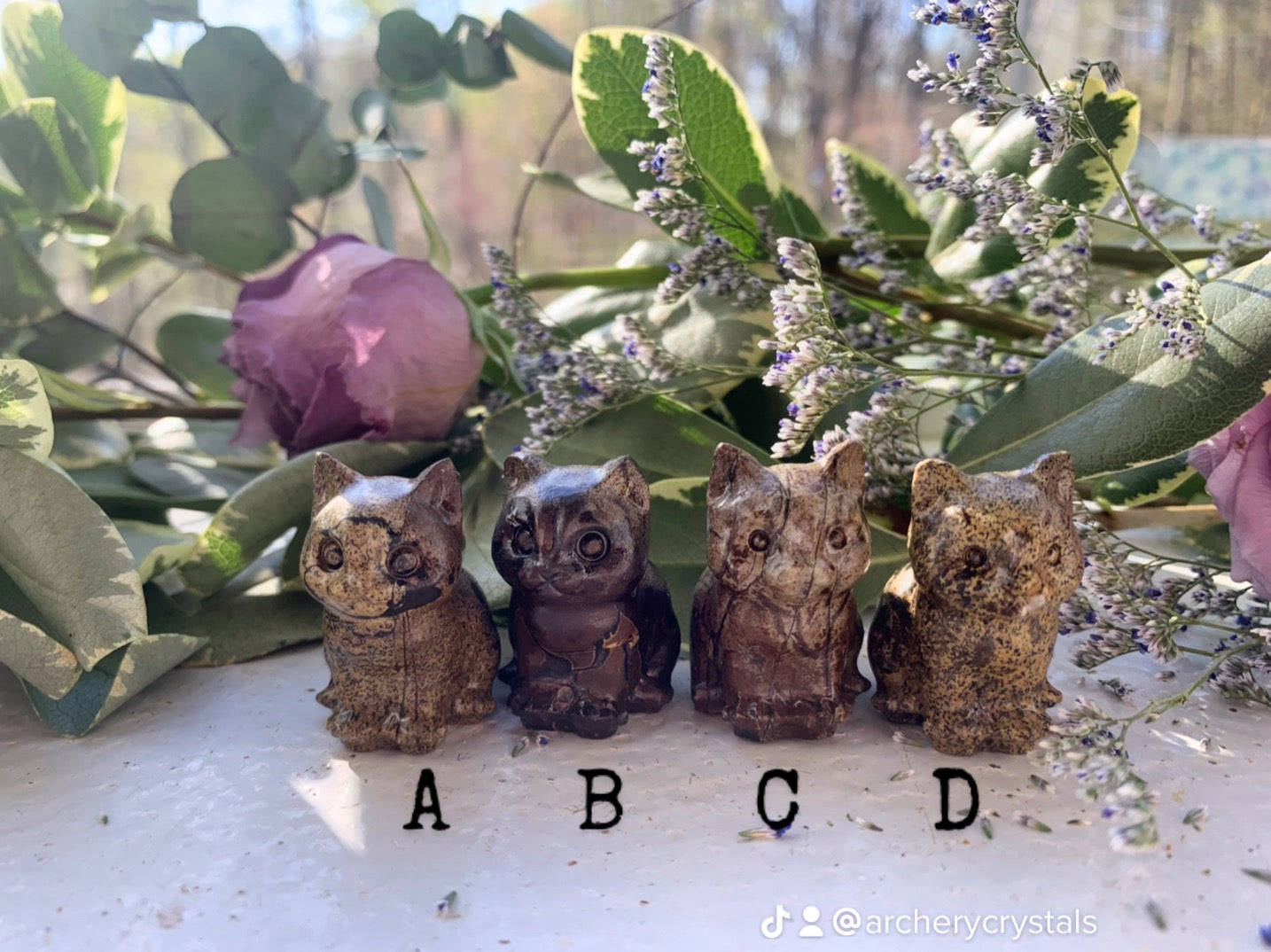 Picture Jasper Cats